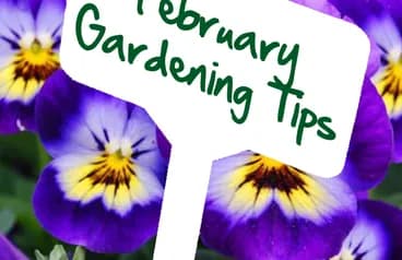 February gardening tips by Reg Moule