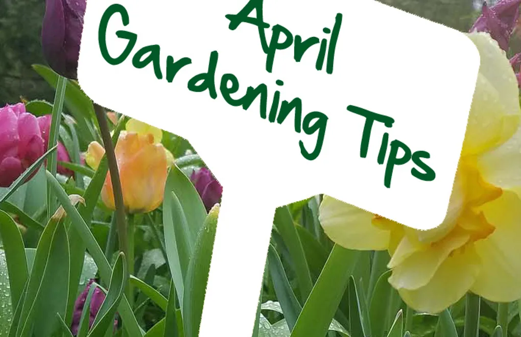 April gardening tips by Reg Moule 