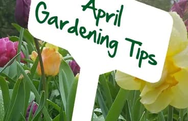 April gardening tips by Reg Moule 