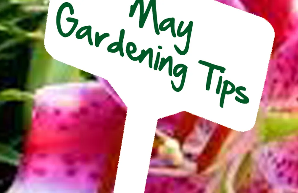 May Gardening Tips by Reg Moule