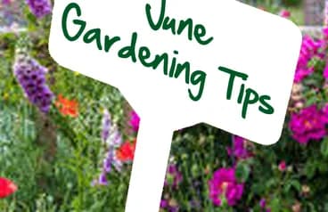 June gardening tips by Reg Moule