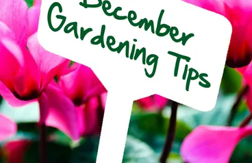 December gardening tips by Reg Moule
